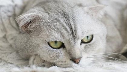 开云（kaiyun）——开启智慧与品质生活的新篇章