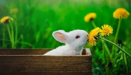 开云（kaiyun）——开启智慧与品质生活的新篇章